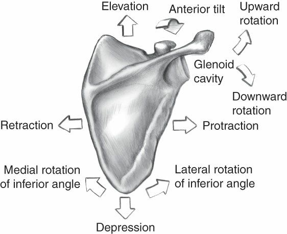 Trapezius - Afbeelding 3