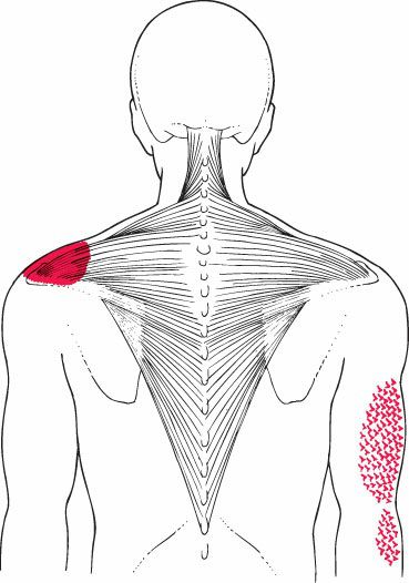 Trapezius - Afbeelding 7
