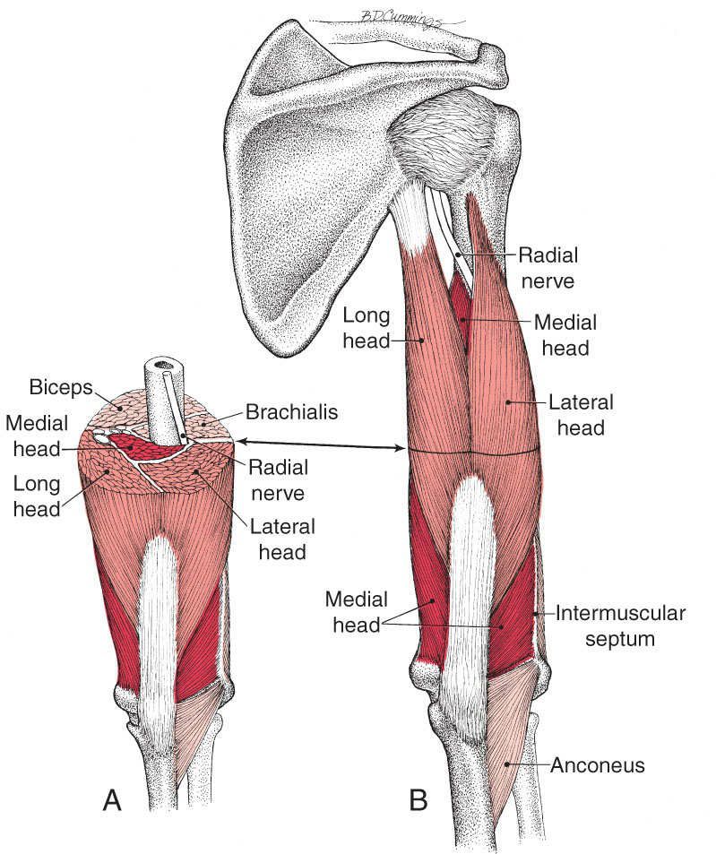 Triceps Brachii - Afbeelding 1