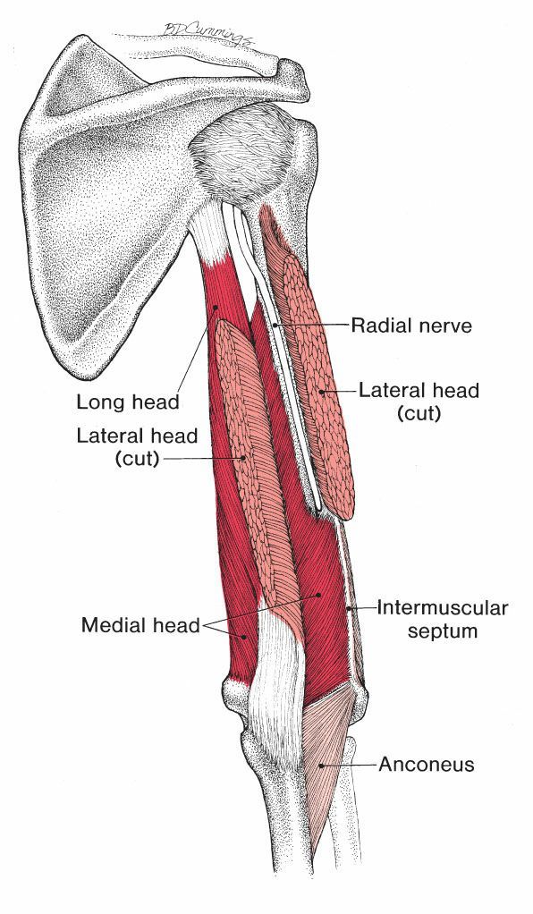 Triceps Brachii - Afbeelding 2